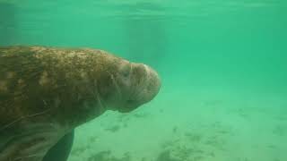 Swimming With Manatees Crystal River Florida  Manatee Adventures Crystal River [upl. by Airotcivairam599]