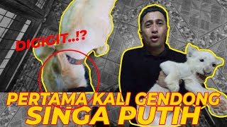 PERTAMA KALI GENDONG SINGA PUTIH SAMPE DIG1G1T  Panthera leo krugeri [upl. by Browne]