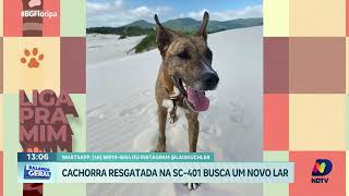 Cachorrinha resgatada na SC401 em busca de um novo lar e muito amor [upl. by Dwan989]