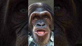 FOOLED AROUND AND FELL IN LOVE elvinbishop music song fooled love chimpanzee chimp monkey [upl. by Garnett]