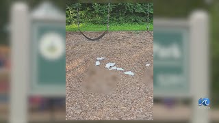 Fecal find on VB playground leads to cleanup conversation [upl. by Bethina]