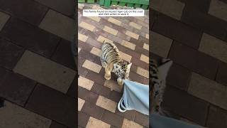 This family found an injured tiger cub on the road and then acted to save it tigerheroes shorts [upl. by Otrevlig]