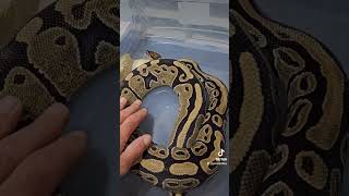 Enchi Pieds poss dh UltraLavs 🤞 pythonregius ballpython python exotics royalpythons shorts [upl. by Mather]