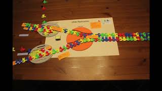 DNA Replication stop motion video [upl. by Culbert]