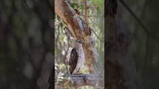 Sharpshinned Hawk birds wildlife [upl. by Marbut]