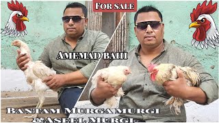 Bantam Murga Murgi Aseel Murgi For Sale in Bhiwandi Ahemad Bhai 💥 [upl. by Assiralc]