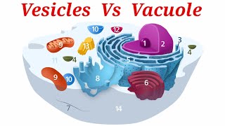 Difference Between Vesicles And Vacuoles Lecture 11 In HindiUrdu [upl. by Nivre]