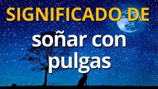 Qué significa soñar con pulgas 💤 Interpretación de los Sueños [upl. by Ahtenek]