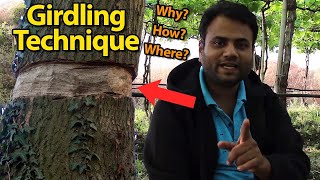 What is girdling and why it is very important in fruit plants   Tastykhana   Kishanell [upl. by Marja]