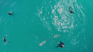 15 seconds of Swimming With Dolphins in Akaroa [upl. by Lumpkin]