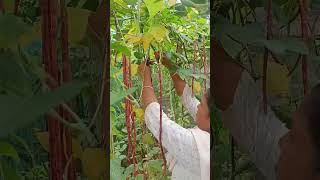 farm harvestred long bean seed collection MaadithottamSachu [upl. by Kucik]