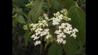 呂宋莢迷紅子莢迷 LuzonPhilippine Viburnum [upl. by Hallee]