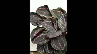 Calathea Dottie Care Tips [upl. by Rodl]