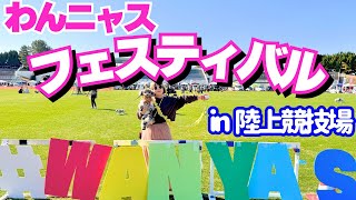 【わんニャスフェスティバル】陸上競技場で走り回る犬はこちらです🐶オフ会 アジリティー体験 ㏌豊中 服部緑地公園 [upl. by Horick]