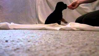 6 Week Old Border Terrier Puppy  Training [upl. by Horwitz289]