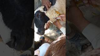 Jugular venepuncture veterinary physiology sheep bloodsample animalhealth animals pethealth [upl. by Corie]