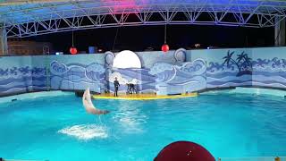 Dolphin Show 🐬 🐬  Fakieh Aquarium in Jeddah niqaabitalks jeddahvlogs [upl. by Barayon833]