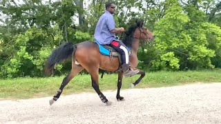 Training Process  Talented Standardbred Trotter Filly Rosharon Tx [upl. by Aetnuahs]