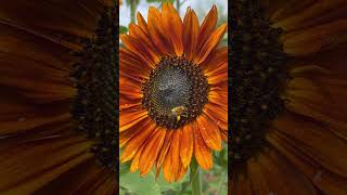 Happy Bee on a happy Sunflower Flower Flowers Sunflower Pollinator Bees Happy [upl. by Sari]