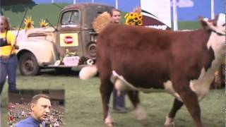 2011 Sure Champ Hereford Jr Natl  Grand CowCalf Pair [upl. by Aitercal414]