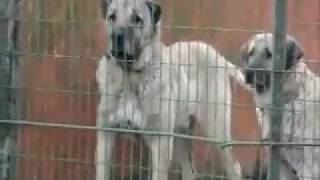 Turkish Kangal Dogs [upl. by Annairba]