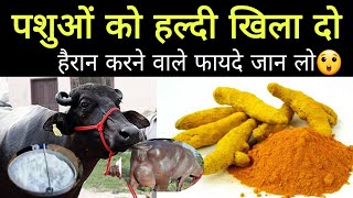 गाय भैंस को हल्दी के हैरान करने वाले फायदे जान लो haldi use in cow buffalo Hindi [upl. by Deeas]