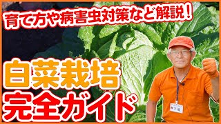 絶対マスターしたい家庭菜園で白菜栽培の完全ガイド！ハクサイの品種選び・種まき・植え付け・害虫対策・病気について徹底解説！【農園ライフ】 [upl. by Beffrey]