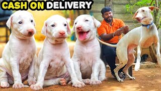 500 முதல் ராஜபாளையம் நாய்களா Cutest Rajapalayam Puppies [upl. by Marshal]