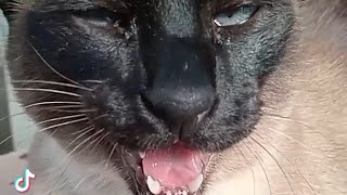 best cat meows compilation 36 [upl. by Dani]