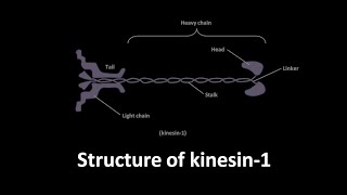 Kinesin1 structure [upl. by Crean]