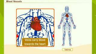 The Circulatory System In Man [upl. by Almeeta]