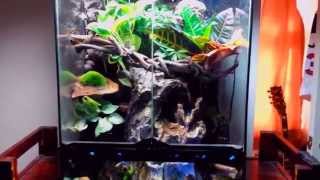 Crested Gecko Paludarium  Vivarium  Terrarium Update [upl. by Zachary656]