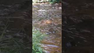 1000 Lingas 🙏🙏at Kulen mountain ⛰️ 🇰🇭 [upl. by Canotas]