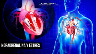 Noradrenalina Cómo Impacta el estrés en tu cuerpo y mente [upl. by Esilrac]