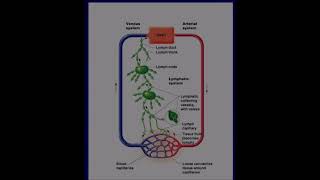 Lymphatics and Body Defenses 102224 [upl. by Franckot329]