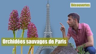 Orchidées sauvages de Paris [upl. by Lananna]