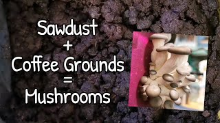 Coffee Grounds into Mushrooms  Making more from Workshop waste [upl. by Yffat]