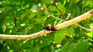 Indian Cicada [upl. by Harima486]