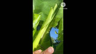 Cavendish Banana Flag Leaf [upl. by Cohin667]