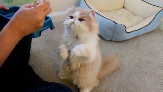 Chopsticks feeding Squirrellike Kitten リスのような子貓 featured in Americas Cutest Cat [upl. by Mackenie770]