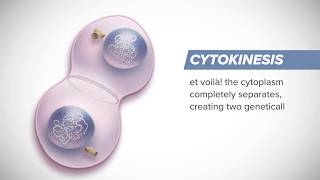 How Cells Divide  3 Minutes on Mitosis [upl. by Martainn]