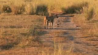 The Beauty of Gorongosa Mozambique [upl. by Itsyrc383]