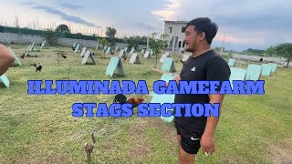 ETO ANG PANLABAN NI JP PECSON NG ILLUMINADA GAMEFARM NGAYONG STAG SEASON 2024 [upl. by Trygve]