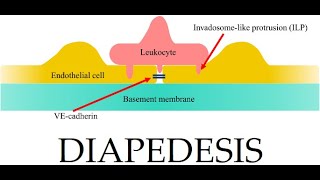 L38 Extravasation Diapedesis Understanding the Molecular Mechanisms Part 3 [upl. by Ehtylb]