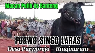 Macan Vs Banteng PURWO SINGO LARAS  Ds PurworejoRinginarum [upl. by Nylyrehc]