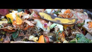 VermiCompost Worms Eisenia fetida [upl. by Nirrak]