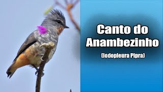 173  O Canto do ANAMBEZINHO Iodopleura pipra Bird Song  Buff Throated Purpletuft [upl. by Dlaregztif256]