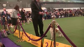 Kooikerhondje Westminster dog show 2019 [upl. by Kwan]