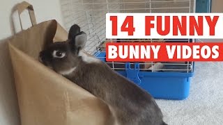 14 Funny Bunny Videos  Awesome Bunnies Compilation [upl. by Amand]