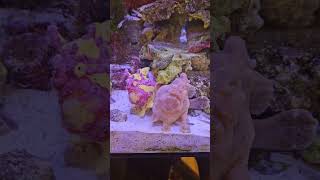 Feeding the Frogfish saltwateraquarium frogfish fishtank aquariumfish saltwaterfishtank fish [upl. by Nhar223]